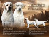 Labrador Retriever - nuotraukos Nr. 6