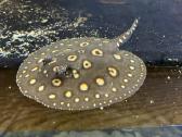 Parduodu Bd rajos (Potamotrygon leopoldi) patiną - nuotraukos Nr. 2