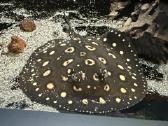 Parduodu Bd rajos (Potamotrygon leopoldi) patiną - nuotraukos Nr. 4