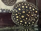 Parduodu Bd rajos (Potamotrygon leopoldi) patiną - nuotraukos Nr. 7