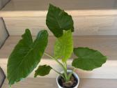 Alocasia Gageana - nuotraukos Nr. 2