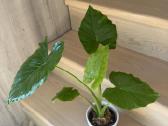 Alocasia Gageana - nuotraukos Nr. 4