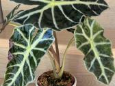 Alocasia Polly ( Amazonia) - nuotraukos Nr. 2