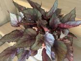 Begonia Rex Hugh Mclauchlan - nuotraukos Nr. 2