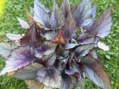 Begonia Rex Hugh Mclauchlan - nuotraukos Nr. 3
