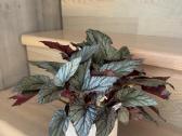 Begonia Red Arctic Breeze - nuotraukos Nr. 2