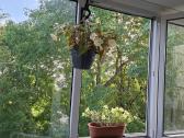 Parduodamas dviejų kambarių butas - nuotraukos Nr. 7