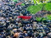 Akvariumo augalai, Neocaridina krevetės, Ancitrus - nuotraukos Nr. 4