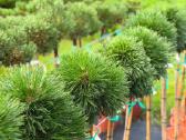Šluotelinės hortenzijos, Tujos ir kiti augalai - nuotraukos Nr. 4