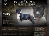 Amerikiečių stafordšyro terjerų kalytės - nuotraukos Nr. 5