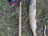 Daiwa Fuego rite 3000 - nuotraukos Nr. 12