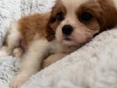 Kavalieriaus karaliaus Karolio spanieliukai - nuotraukos Nr. 7