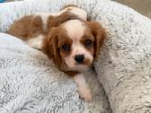 Kavalieriaus karaliaus Karolio spanieliukai - nuotraukos Nr. 8