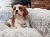 Kavalieriaus karaliaus Karolio spanieliukai - nuotraukos Nr. 9