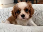 Kavalieriaus karaliaus Karolio spanieliukai - nuotraukos Nr. 17