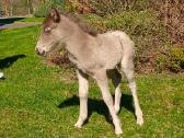 2026 m. sezono poni kumelaitė Konfeti Karma - nuotraukos Nr. 3