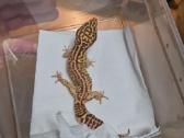 Parduodama porelė leopardinių gekonų - nuotraukos Nr. 2