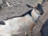 Parduodu ožiukus 4-5 mėnesiu - nuotraukos Nr. 11
