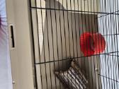Narvas graužikui žiurkėnui Degu 783648 - nuotraukos Nr. 9