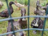 Begikai, Cayuga ir maišyti Antys / Antinai - nuotraukos Nr. 16