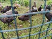 Begikai, Cayuga ir maišyti Antys / Antinai - nuotraukos Nr. 21