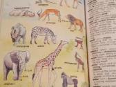 New Junior English Dictionary - nuotraukos Nr. 6