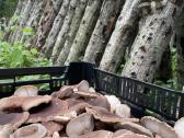 Lauke auginti šitake/shiitake grybai - nuotraukos Nr. 2