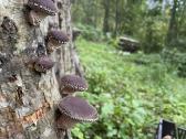 Lauke auginti šitake/shiitake grybai - nuotraukos Nr. 3