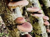 Lauke auginti šitake/shiitake grybai - nuotraukos Nr. 4