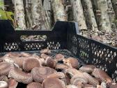 Lauke auginti šitake/shiitake grybai - nuotraukos Nr. 5