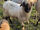 Šveicarų Valų Juodanosių / Valais blacknose sheep - nuotraukos Nr. 2