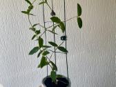 Hoya cumingiana - vaškuolė - nuotraukos Nr. 2