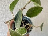 Hoya Macrophylla - vaškuolė - nuotraukos Nr. 2