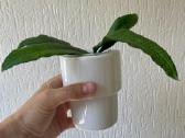 Hoya finlaysonii - vaškuolė - nuotraukos Nr. 2