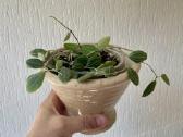 Dischidia ovata Watermelon - nuotraukos Nr. 2