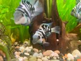 Parduodu akvariumines žuvytes papūgas - nuotraukos Nr. 2
