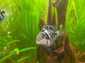Parduodu akvariumines žuvytes papūgas - nuotraukos Nr. 3