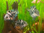 Parduodu akvariumines žuvytes papūgas - nuotraukos Nr. 4