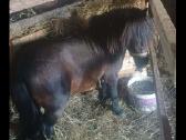 Parduodu poni erziliuka - nuotraukos Nr. 2