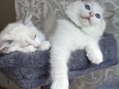 Ragdoll kačiukai (Skudurinukės) - nuotraukos Nr. 2