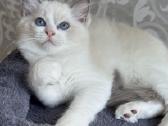 Ragdoll kačiukai (Skudurinukės) - nuotraukos Nr. 3
