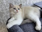 Ragdoll kačiukai (Skudurinukės) - nuotraukos Nr. 4