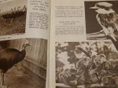 Retas antikvarinis 1934 m. istorijos albumas - nuotraukos Nr. 4