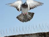 Spygliai, apsaug nuo paukščių balandžių, kregždžių