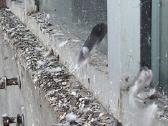 Spygliai, apsaug nuo paukščių balandžių, kregždžių - nuotraukos Nr. 4