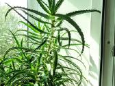Kambarinė gėlė alijošius (Aloe vera) - nuotraukos Nr. 2