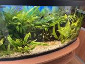 Pilnai veikiantis 110 ltr. akvariumo komplektas - nuotraukos Nr. 2