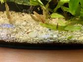 Pilnai veikiantis 110 ltr. akvariumo komplektas - nuotraukos Nr. 3