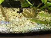 Pilnai veikiantis 110 ltr. akvariumo komplektas - nuotraukos Nr. 4