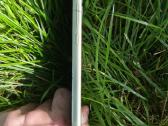 Samsung A34 skilęs, ima greitąjį, vibria, veikia - nuotraukos Nr. 3